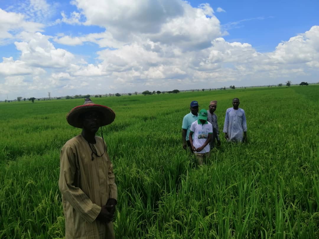 Commercial Farming