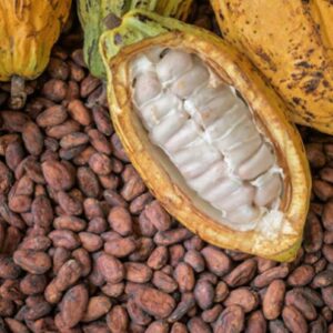 Cocoa plant