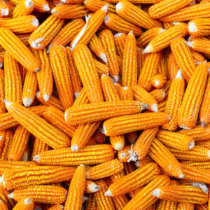 Maize